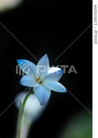 白いハナニラの花 139056844