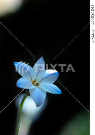 白いハナニラの花 139056845