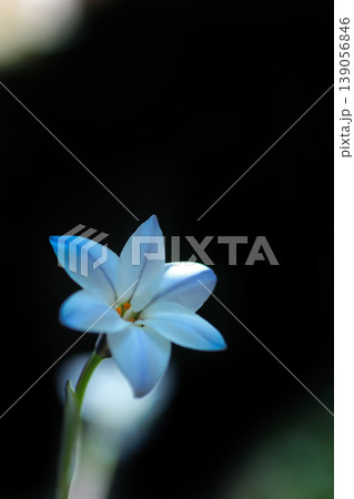 白いハナニラの花 白いハナニラの花 139056846