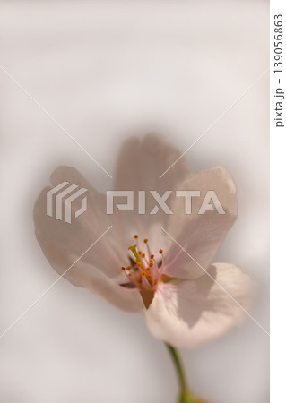 桜の花びら 桜の花びら 139056863