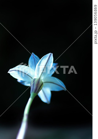 白いハナニラの花 139056869