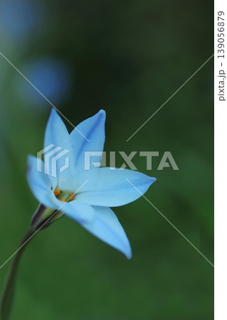 白いハナニラの花 139056879