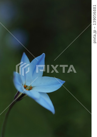 白いハナニラの花 139056881
