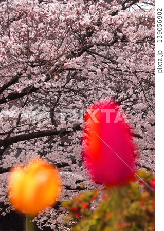 赤と黄色のチューリップと桜の花 赤と黄色のチューリップと桜の花 139056902