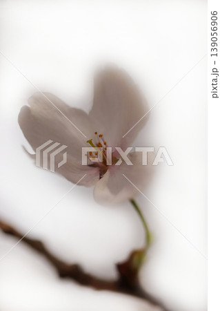 一輪の白い桜 一輪の白い桜 139056906