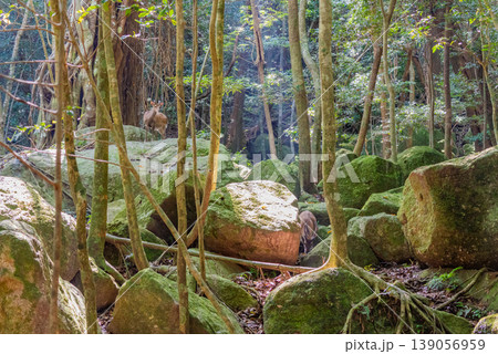木漏れ日の森　世界自然遺産　屋久島(夏 139056959