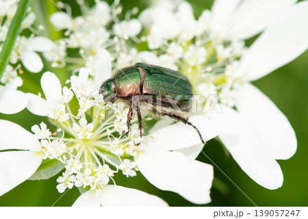 オルレアの花に顔をうずめ食事中のヒラタアオコガネ 139057247