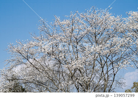 薄墨(うすずみ)桜 薄墨(うすずみ)桜 139057299