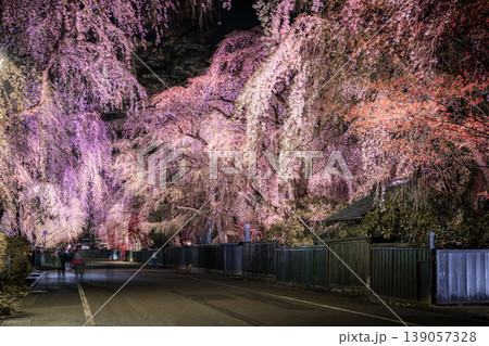 夜の角館 武家屋敷通りに咲き誇る幻想的なしだれ桜のライトアップ 夜の角館 武家屋敷通りに咲き誇る幻想的なしだれ桜のライトアップ 139057328