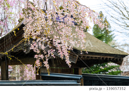 秋田・角館の武家屋敷通りに咲き誇る満開のしだれ桜と伝統的な黒塀の街並み 秋田・角館の武家屋敷通りに咲き誇る満開のしだれ桜と伝統的な黒塀の街並み 139057352