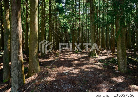 三十三間山の登山道 三十三間山の登山道 139057356