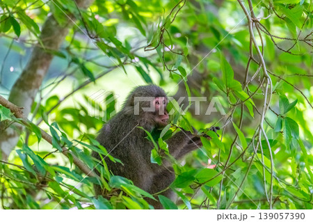 ヤクザル　世界自然遺産屋久島(春 139057390