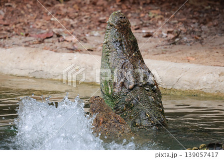 The crocodile is show head in the river 139057417
