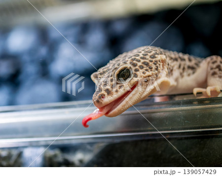 ヒョウモントカゲモドキのアップ ヒョウモントカゲモドキのアップ 139057429