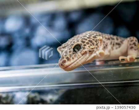 ヒョウモントカゲモドキのアップ 139057430