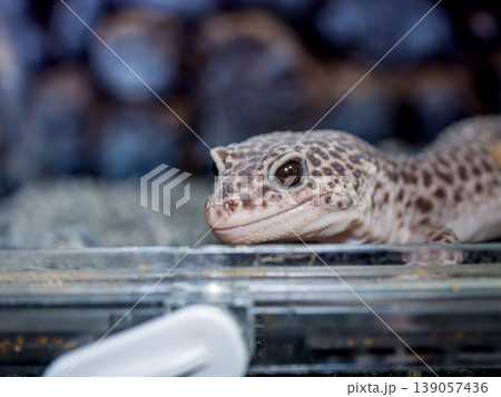 ヒョウモントカゲモドキのアップ ヒョウモントカゲモドキのアップ 139057436
