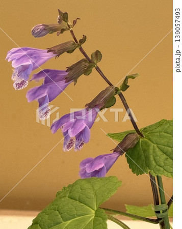 ラショウモンカズラの花 ラショウモンカズラの花 139057493