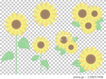 ひまわりのセットイラスト 夏の明るい花素材 139057496