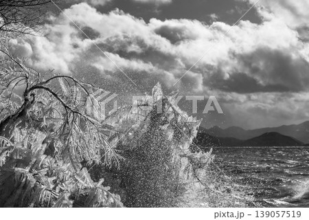 枯れ枝のしぶき氷と波しぶき 猪苗代湖　c-3 モノクロ 139057519