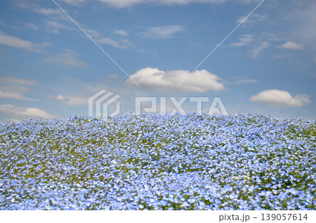 青い空と白い雲とネモフィラの花 139057614