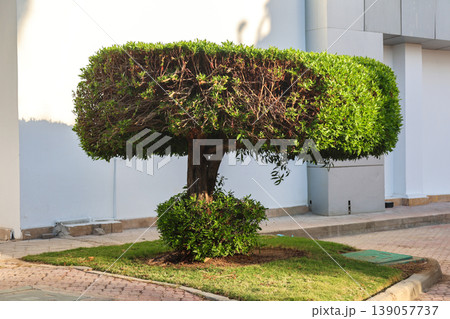 A skillfully shaped tree with pruned branches that showcases its unique shape and natural beauty A skillfully shaped tree with pruned branches that showcases its unique shape and natural beauty 139057737
