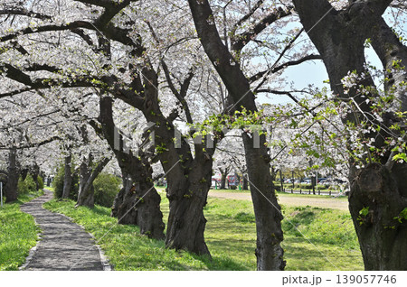 岩槻散歩:元荒川沿いの桜並木 岩槻散歩:元荒川沿いの桜並木 139057746