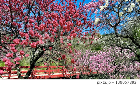 赤白ピンクの三色が青空と新緑に映える満開の花桃〈昼神温泉(湯の瀬橋)/長野県下伊那郡阿智村〉 139057892