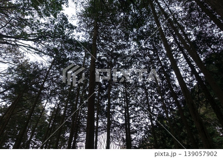 暗い森の中の風景 139057902
