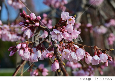 楢葉町 清隆寺の紅枝垂桜 クローズアップ 3分咲きのつぼみと花 春のイメージ 楢葉町 清隆寺の紅枝垂桜 クローズアップ 3分咲きのつぼみと花 春のイメージ 139057905