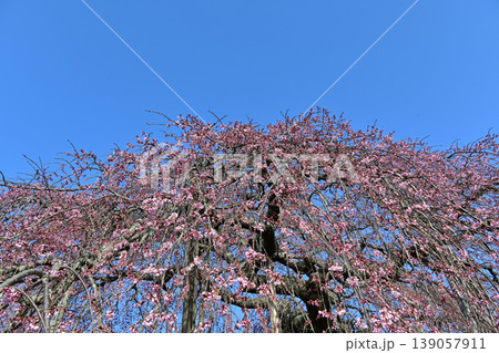 福島県楢葉町 清隆寺の枝垂桜 青空と滝のような紅枝垂 3分咲き 春の風景 139057911