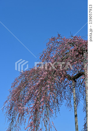 福島県楢葉町 清隆寺の枝垂桜 青空の余白と紅枝垂 3分咲き 春のイメージ 福島県楢葉町 清隆寺の枝垂桜 青空の余白と紅枝垂 3分咲き 春のイメージ 139057913