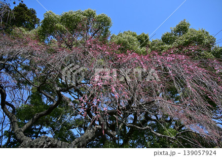 福島県いわき市 三島八幡神社の枝垂桜 御神木と咲き始めの紅枝垂 春の風景 139057924