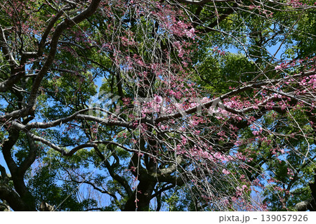 福島県いわき市 三島八幡神社の枝垂桜 御神木を背景にした咲き始めの紅枝垂 春の風景 福島県いわき市 三島八幡神社の枝垂桜 御神木を背景にした咲き始めの紅枝垂 春の風景 139057926