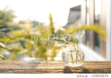 Water propagate Devil's ivy plant in a glass vase Water propagate Devil's ivy plant in a glass vase 139058078