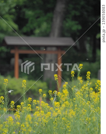 満開の菜の花畑と鳥居のある風景 満開の菜の花畑と鳥居のある風景 139058083