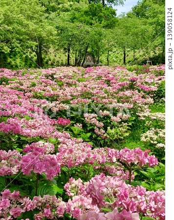 新緑と青空に映えるピンクの紫陽花〈可睡ゆりの園/静岡県袋井市〉 新緑と青空に映えるピンクの紫陽花〈可睡ゆりの園/静岡県袋井市〉 139058124