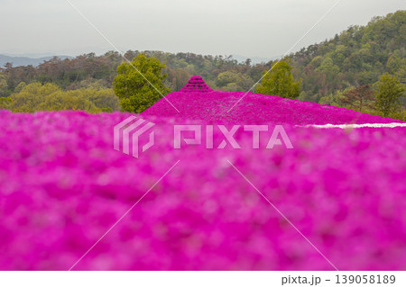 春の鼓動一面に広がる芝桜の圧倒的パノラマ 春の鼓動一面に広がる芝桜の圧倒的パノラマ 139058189