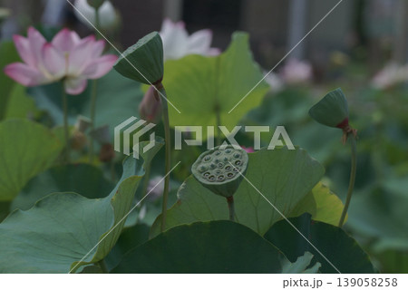蓮の花 蓮の花 139058258