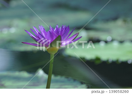 水面に浮かぶ睡蓮の花 水面に浮かぶ睡蓮の花 139058260