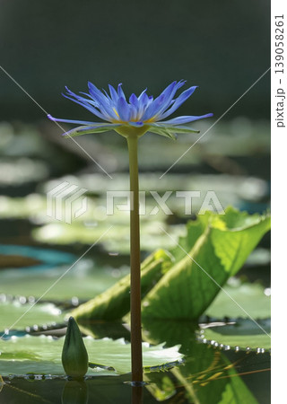 青い睡蓮夏の花 青い睡蓮夏の花 139058261