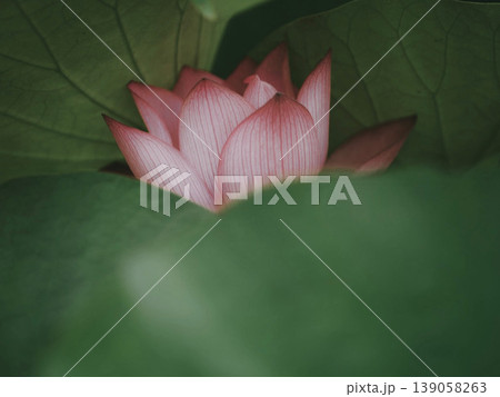 蓮の花、清浄なる花 蓮の花、清浄なる花 139058263