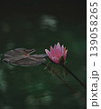 静かに咲く赤い睡蓮の花 139058265