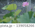 噴水に濡れる蓮の花 139058266