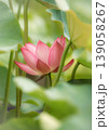 蓮の花のある風景 139058267