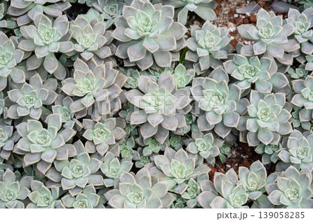Full frame shot of Crassulaceae succulent plants growing in the garden. The Crassulaceae also known as the stonecrop family. Full frame shot of Crassulaceae succulent plants growing in the garden. The Crassulaceae also known as the stonecrop family. 139058285