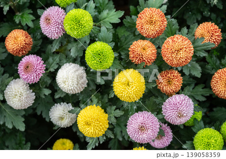 Close up of various colours of Chrysanthemums Pompon flowers grow in the garden. 139058359