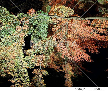 夜空に広がる紅葉 日本の秋の自然風景 139058366