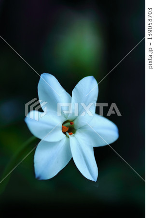 白いハナニラの花 139058703