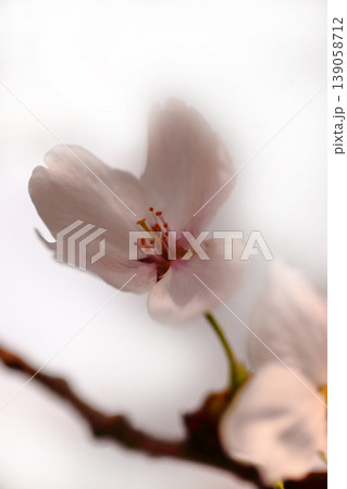 春の訪れを告げる桜 春の訪れを告げる桜 139058712