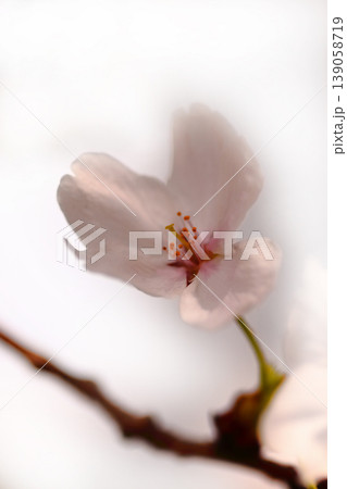 桜の花びら 桜の花びら 139058719